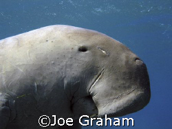 Dugong portrait . He still has some of his sea grass brea... by Joe Graham 